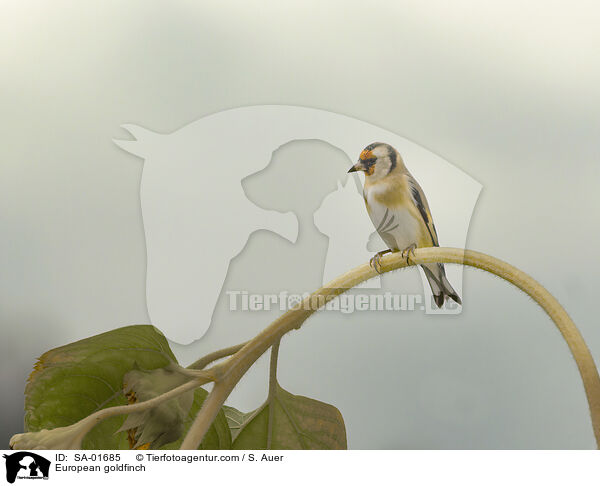 European goldfinch / SA-01685