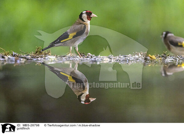 goldfinch / MBS-28798