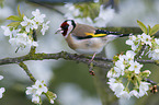 European goldfinch