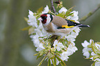 European goldfinch