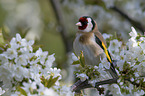 European goldfinch