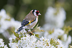 European goldfinch