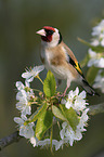 European goldfinch