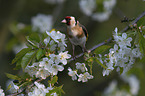 European goldfinch