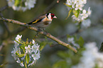 European goldfinch