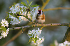European goldfinch