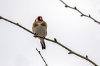 European goldfinch