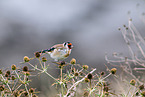 European goldfinch