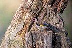 European goldfinch