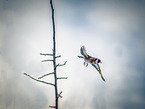 European, goldfinch