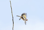 European, goldfinch