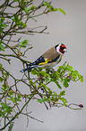 European goldfinch