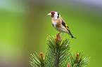 European goldfinch