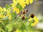 European goldfinch