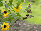 European goldfinches