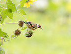 European goldfinch