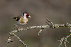 European goldfinch