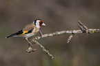 European goldfinch
