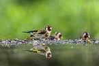 goldfinch