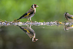 goldfinch