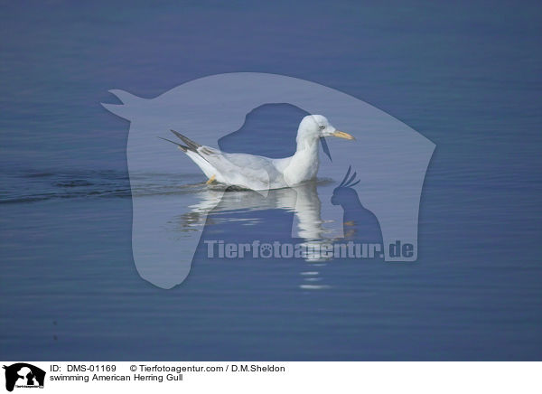 swimming American Herring Gull / DMS-01169