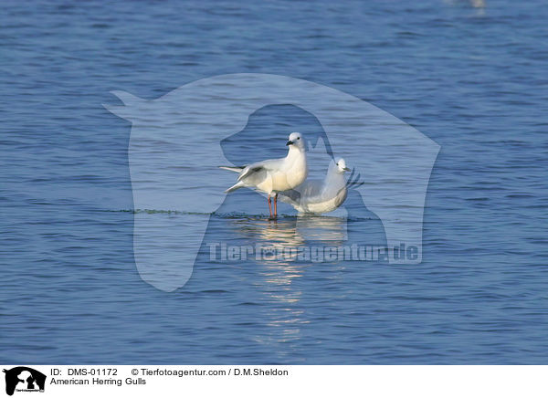 American Herring Gulls / DMS-01172