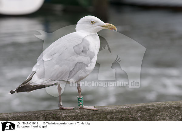 European herring gull / THA-01912