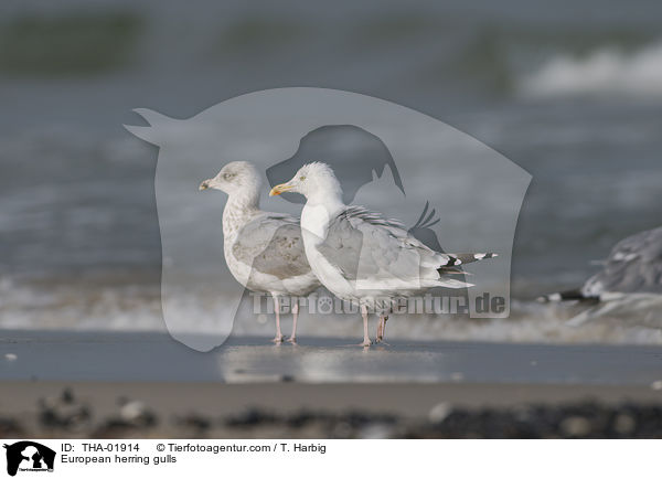 European herring gulls / THA-01914