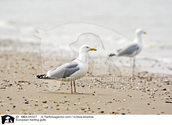 Silbermwen / European herring gulls / MBS-04327