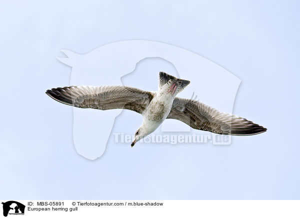 Silbermwe / European herring gull / MBS-05891