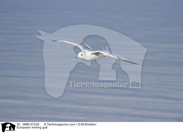 Silbermwe / European herring gull / DMS-07226