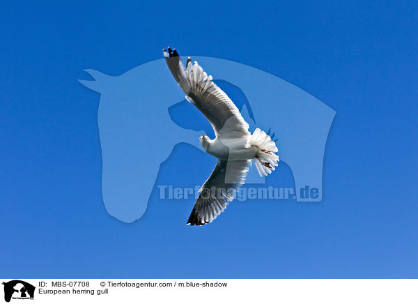 Silbermwe / European herring gull / MBS-07708