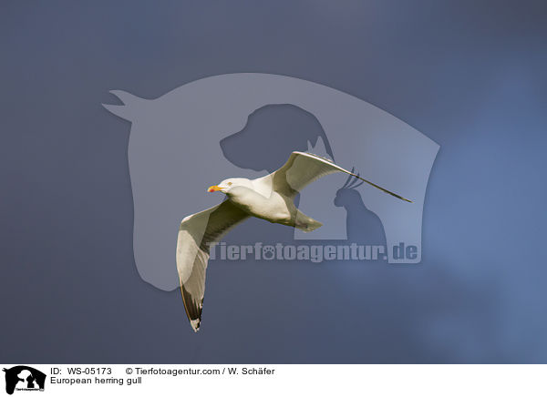 European herring gull / WS-05173