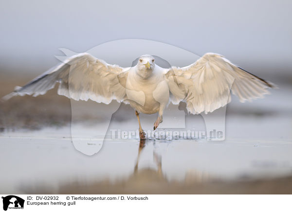 European herring gull / DV-02932
