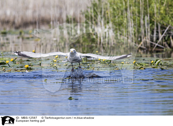 European herring gull / MBS-12587