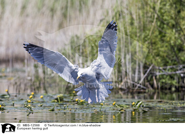 European herring gull / MBS-12588