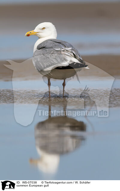 common European gull / WS-07038