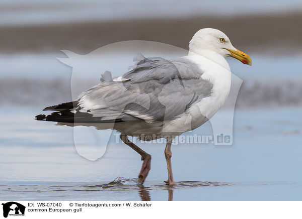 Silbermwe / common European gull / WS-07040