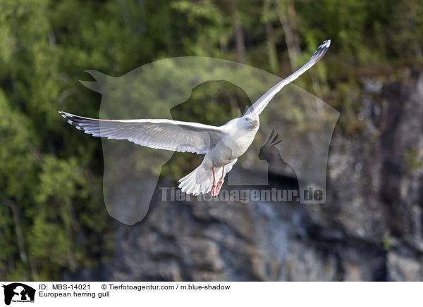 European herring gull / MBS-14021