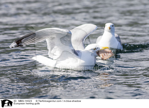 Silbermwen / European herring gulls / MBS-14023