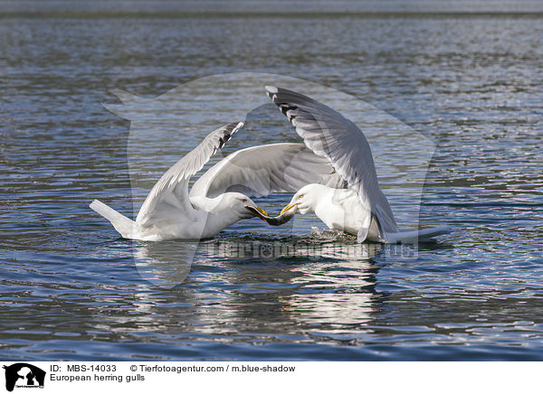 Silbermwen / European herring gulls / MBS-14033