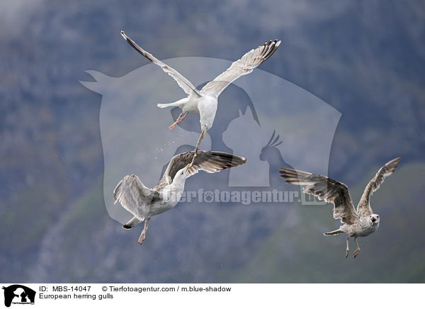 Silbermwen / European herring gulls / MBS-14047