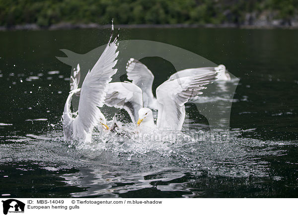 Silbermwen / European herring gulls / MBS-14049