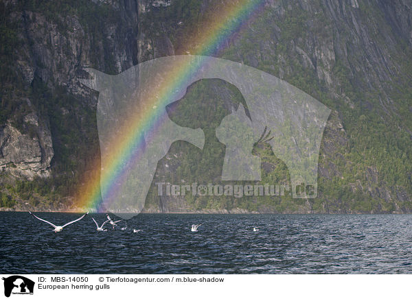 Silbermwen / European herring gulls / MBS-14050