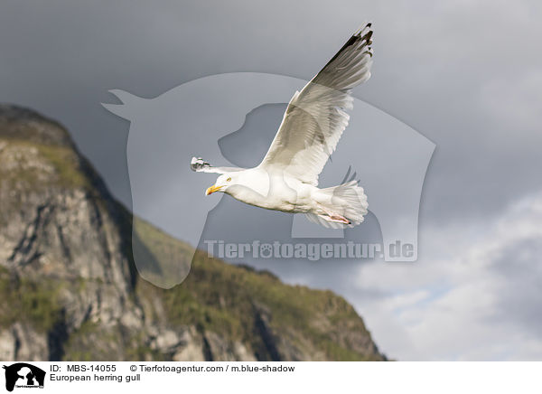 Silbermwe / European herring gull / MBS-14055