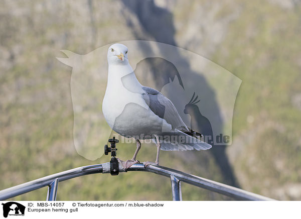 Silbermwe / European herring gull / MBS-14057
