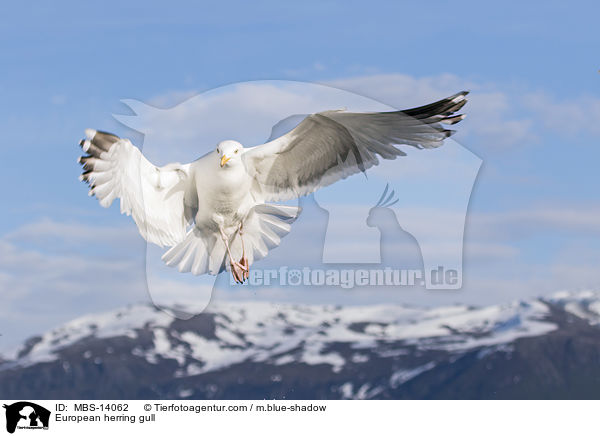 Silbermwe / European herring gull / MBS-14062