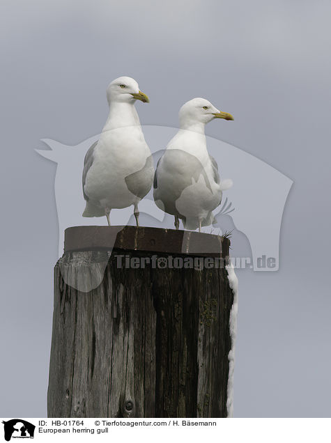 European herring gull / HB-01764