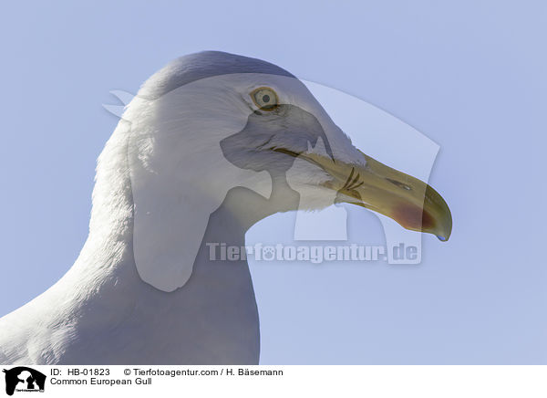 Silbermwe / Common European Gull / HB-01823
