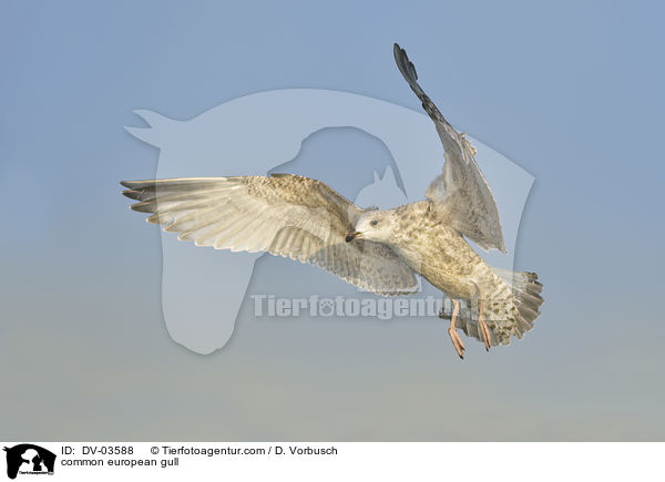 Silbermwe / common european gull / DV-03588